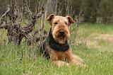 AIREDALE TERRIER 370